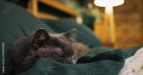 Peaceful grey cat slumbering deeply, nestled comfortably on soft green blanket, basking in warm lamplight within tranquil bedroom interior. Cozy place to relax, pets concept