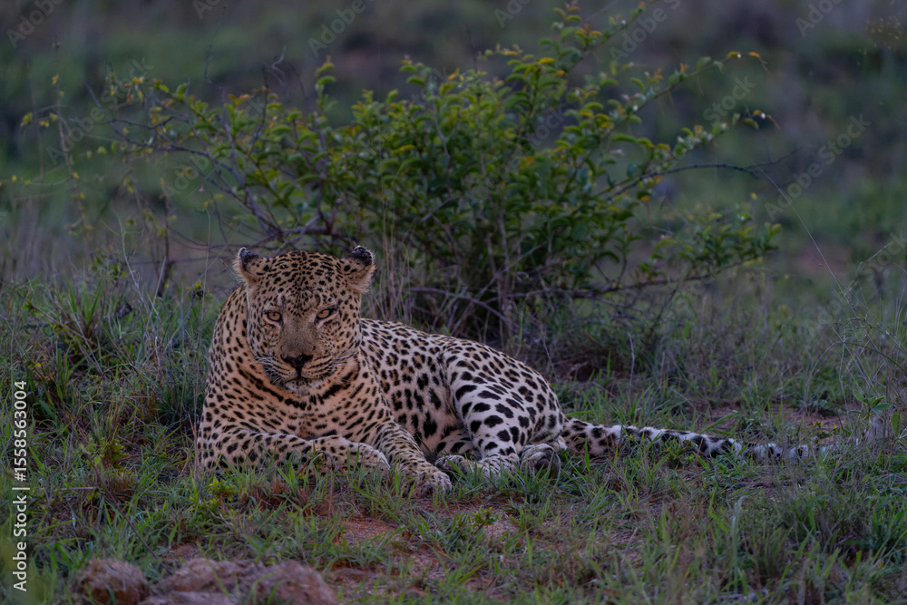 Fototapeta premium Leopard male hanging around in Sabi Sands Game Reserve in the Greater Kruger Region in South Africa
