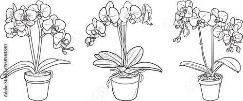 Orchid Flowers in Pots, Line Art Vector Illustration.