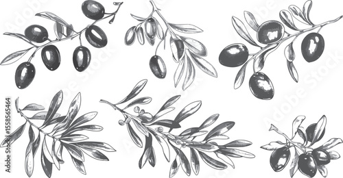 Olive Branches Vector Illustration, Isolated on White Background.