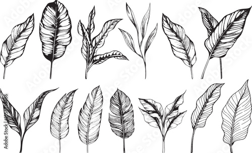 Tropical Leaves Vector Illustration, Isolated on White Background.