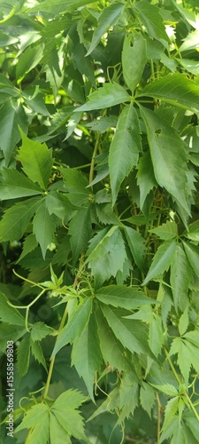 Close-up of vibrant green leaves of a climbing vine