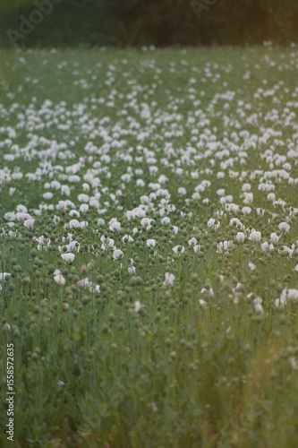 poppies in the meadow in summer, beautiful photo digital picture