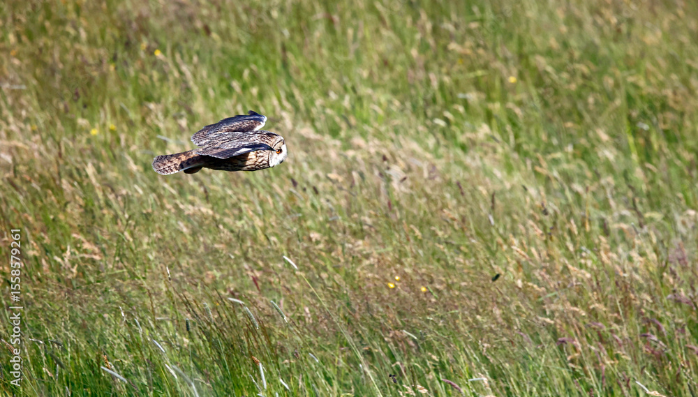 Fototapeta premium Long eared owl hunting