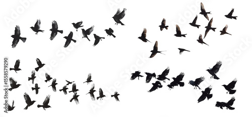 Wallpaper Mural Dark Avian Ballet: A Symphony of Flight Torontodigital.ca