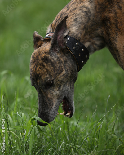 Brindle colored greyhound outdoor eating grass