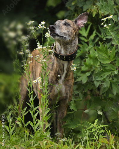 Portrait of brindle colored greyhound outdoor