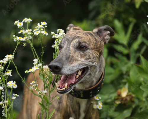 Portrait of brindle colored greyhound outdoor