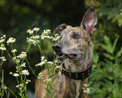 Portrait of brindle colored greyhound outdoor