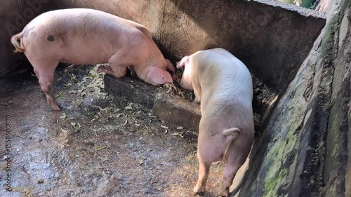 Two pink Balinese pigs feeding from food trough on farm in Bali Indonesia