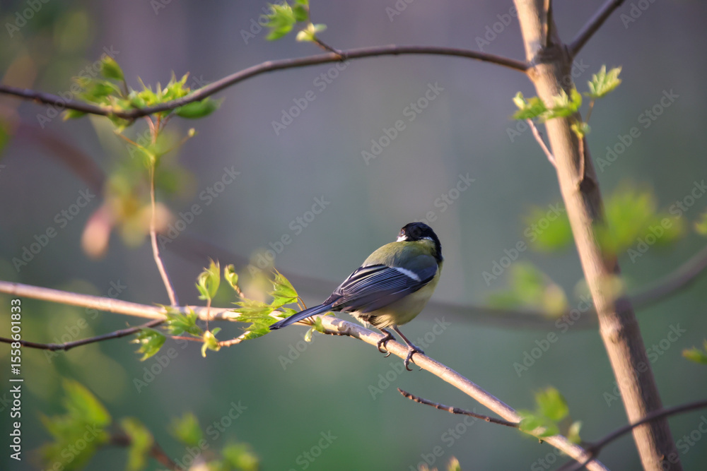 Fototapeta premium Portrait einer Blaumeise im Gestrüpp eines Busches. 