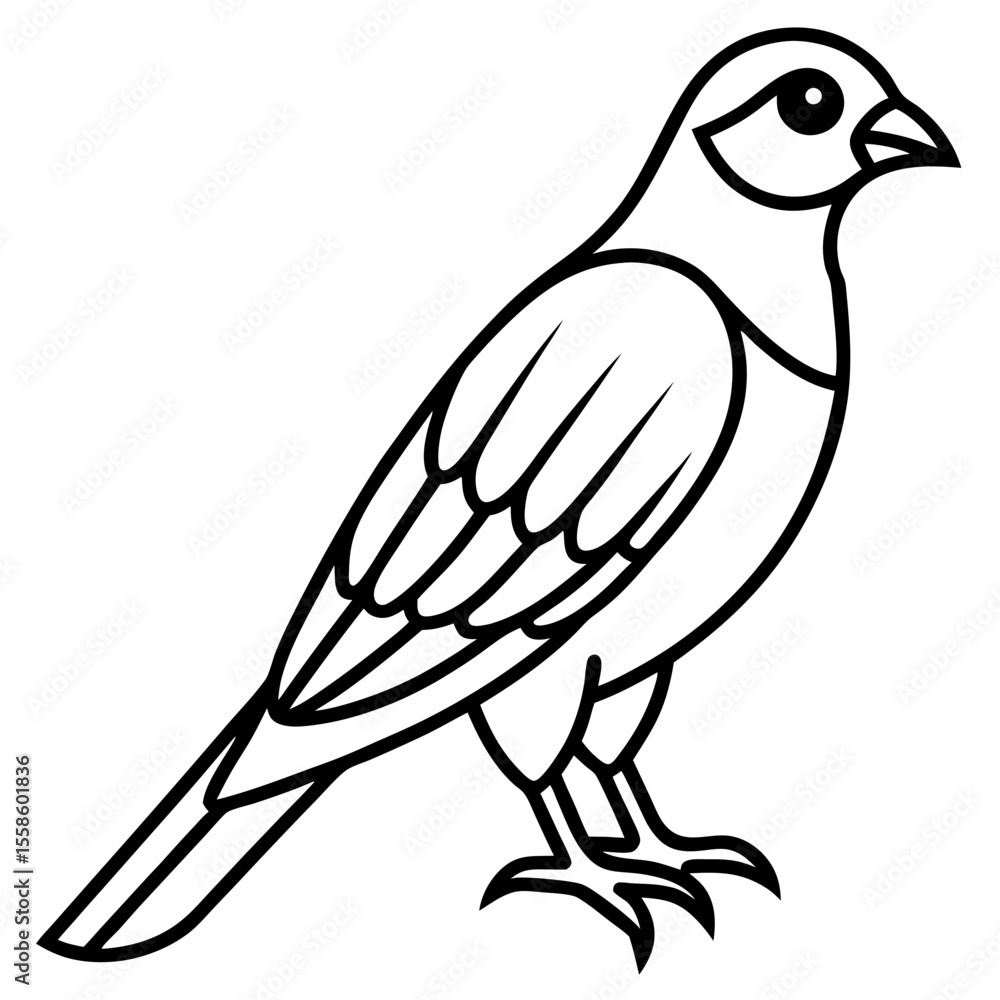 Obraz premium Minimal Sparrowhawk Sketch