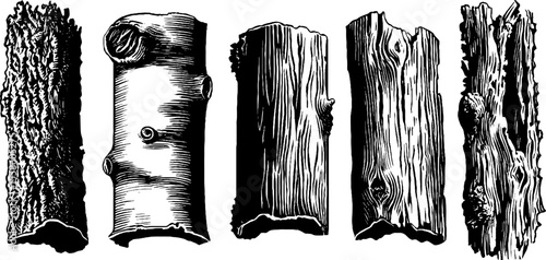 Vintage sketch of tree bark sheets and peeling layers for retro design and craft