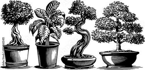 Vintage sketch of bonsai trees with twisted trunks and miniature designs for decor or art