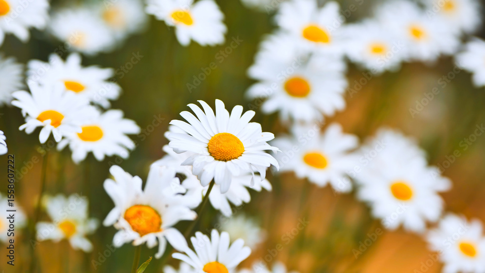Fototapeta premium Beautiful white daisies with yellow center blooming in a field, creating a stunning natural landscape