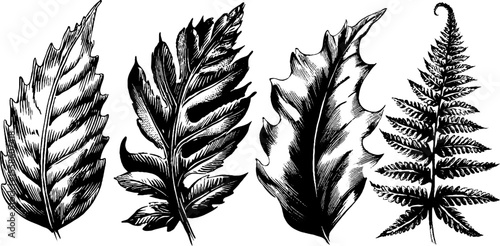 Vintage hand drawn fern leaves and frond curls illustration for botanical design