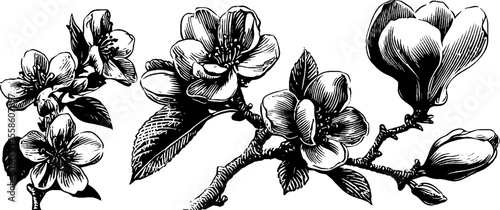 Vintage hand drawn cherry blossom flowering branches illustration for spring decor