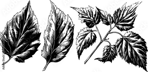 Detailed leaf clusters with veins and curled tips for natural design concepts