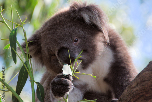 Koala eating in a tree