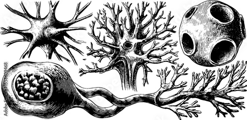 Intricate hand drawn vintage engraving of nerve cells and dendritic axon branches