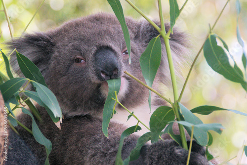 Koala in Tree
