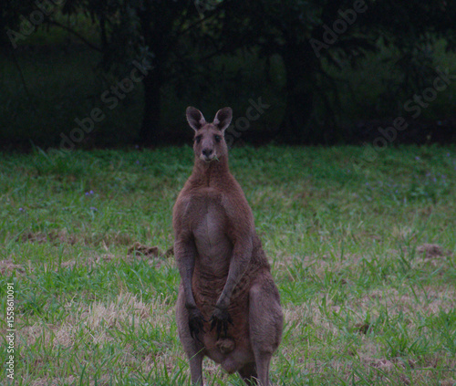 Wild Kangaroo in the Grass