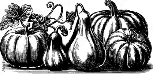 Vintage sketch of pumpkins and gourds in an autumn harvest scene for seasonal design