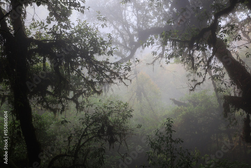 Misty atmosphere in the Doi Inthanon rainforest, summit of Thailand