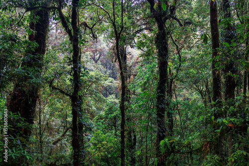 Deep misty rainforest in northern Thailand