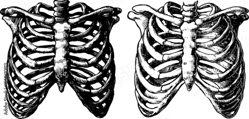 Vintage anatomy rib cage sketch for medical design and education
