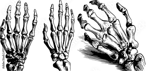 Vintage skeleton hands with curled fingers in retro style for artistic design