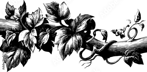 Artistic thorned vines and scrolls with flora design for decoration