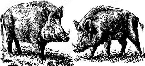 Vintage engraving of wild boars with coarse hair and tusks silhouette design for posters