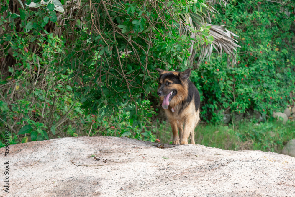 Naklejka premium Cachorro na praia