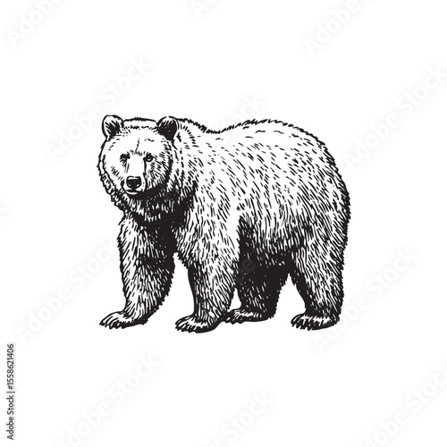 Realistic bear illustration for wildlife conservation project