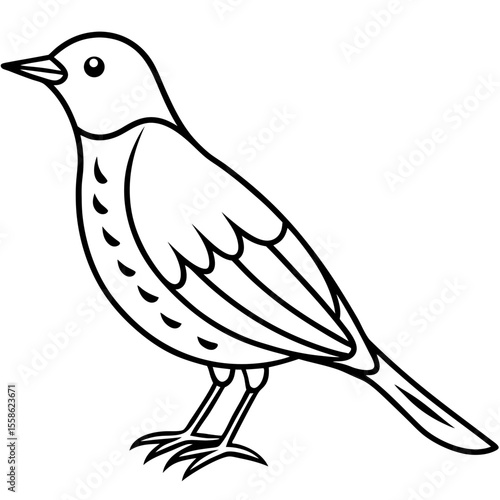 Monochrome Thrush Illustration