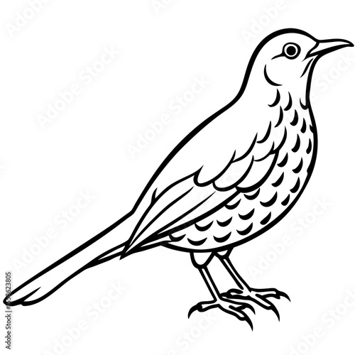 Monochrome Thrush Illustration