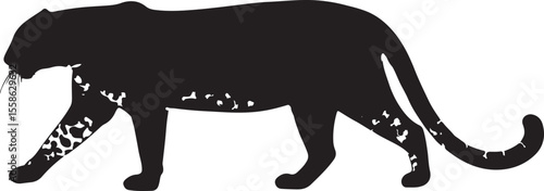 Leopardus pardalis in silhouette pure white background.