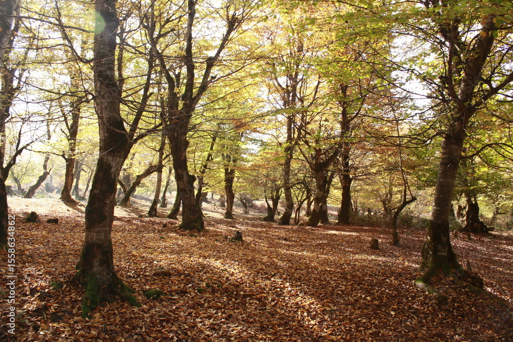 Naklejka premium autumn in the park