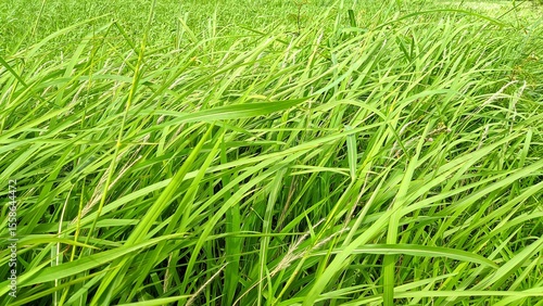 Lush green meadows overgrown with reeds sway in the summer breeze