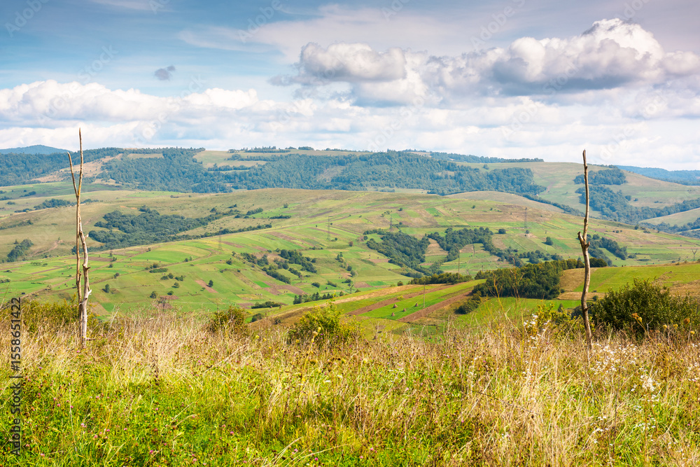 Fototapeta premium mountainous countryside landscape on early autumn forenoon. volovets district of transcarpathia, ukraine. sunny day with clouds on the sky. wooden poles