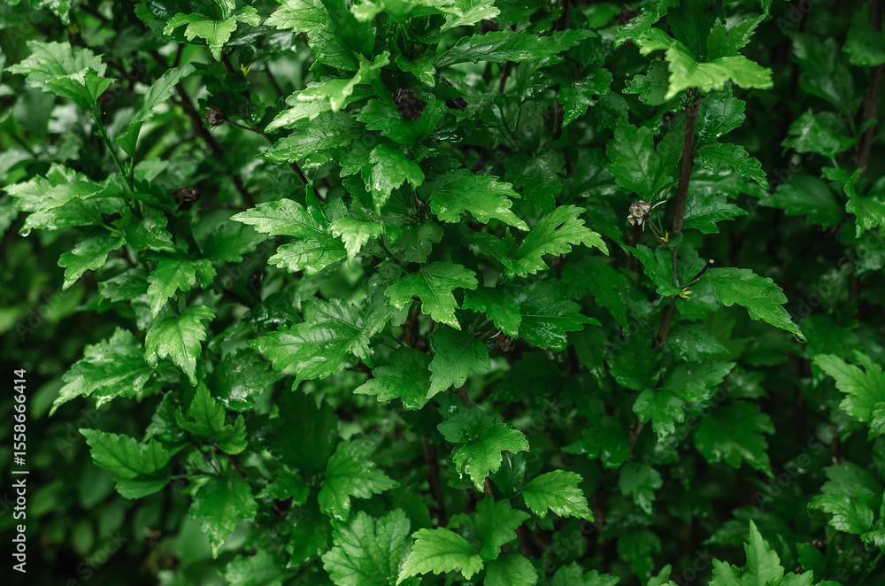 Shiny green leaves after rain on blurred nature background. Natural touch to any project. Rainy leaves. Shiny green leaves after rain on blurred nature background. Natural touch to any project. Rainy leaves.