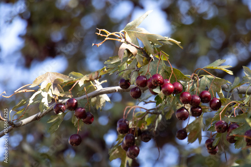 twig with cherry plumbs at village, Uzbekistan