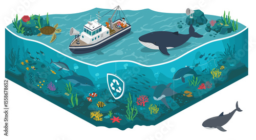 Marine life observation vector illustration for educational poster in isometric style