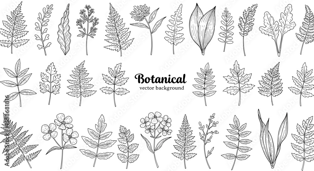 Botanical vector illustration of hand drawn leaves and flowers for nature design
