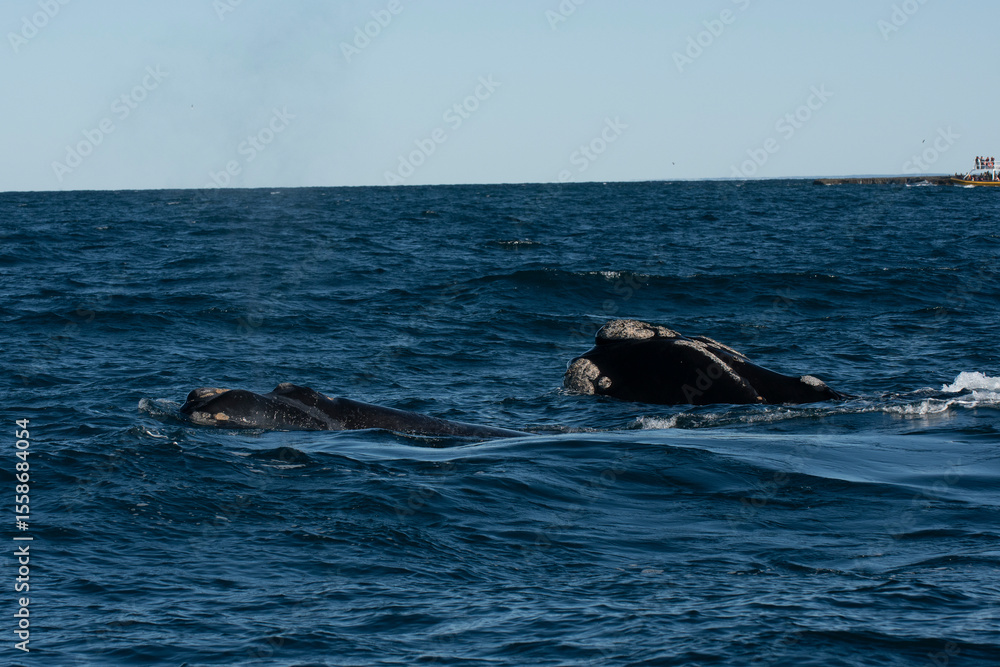 Fototapeta premium Sohutern right whale jumping, endangered species, Patagonia,Argentina