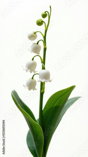 Close-up of blooming lily of the valley flowers with green leaves on a white background