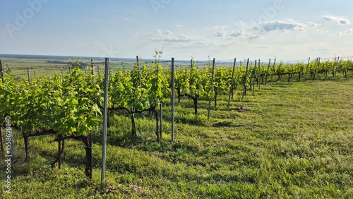 фотографія Tokaj, Hungary lush vineyard rows stretching across rolling hills under a bright