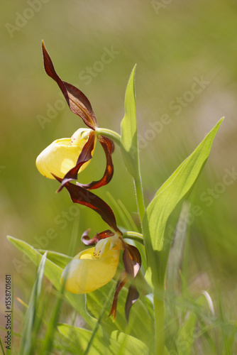 Orchidée Sabot de Vénus