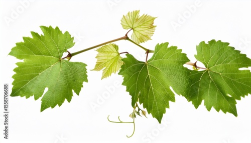 grapevine with leaves isolated on transparent background